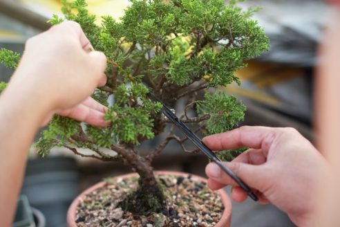 Making,of,bonsai,trees.,handmade,accessories,wire,and,scissor,bonsai,