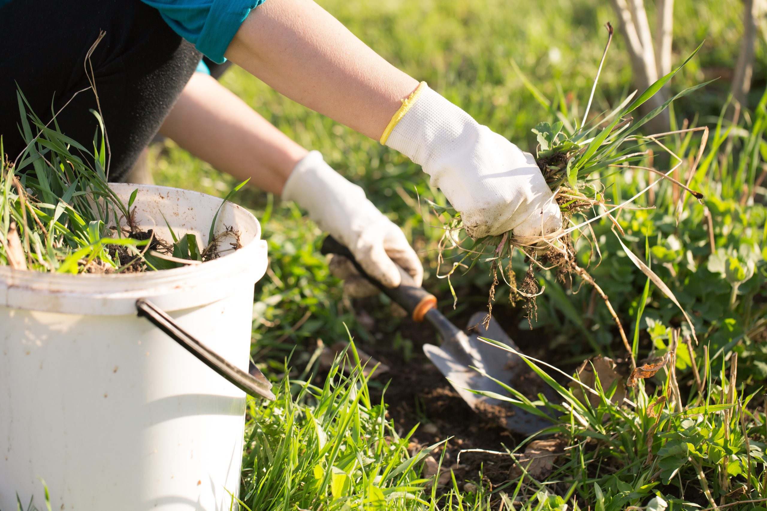 Woman,Hand,Clearing,,Pulling,Out,Some,Weed,Form,Her,Garden,
